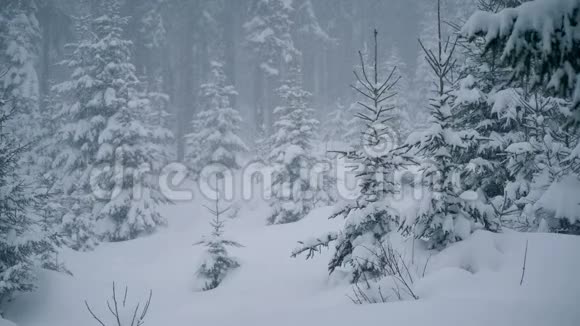 暴风雪中的松树视频的预览图
