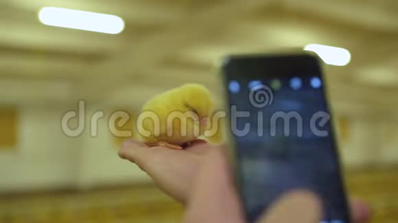 农夫在家禽养殖场的智能手机上拍了一张小鸡的照片视频的预览图