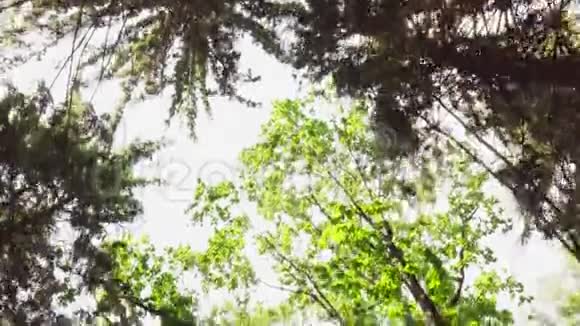 夏季森林中的树梢视频的预览图