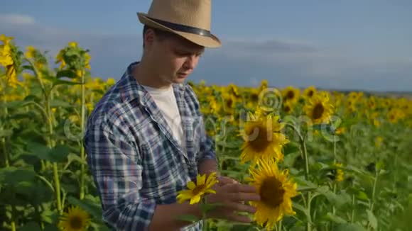 农夫正注视着向日葵视频的预览图