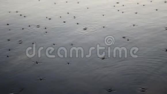 昆虫在水中奔跑视频的预览图