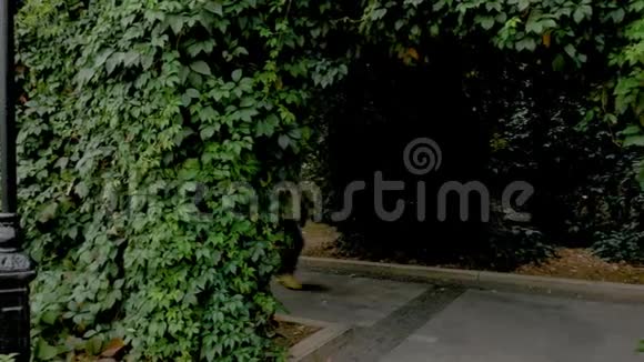 一位中年妇女沿着一条美丽的绿色小巷走得很快视频的预览图