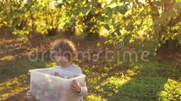 少年男孩在苹果花园里摘红苹果收获水果秋天的生活方式视频的预览图