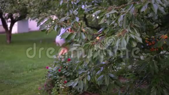 夏季花园里妇女在花木之间割草割草视频的预览图