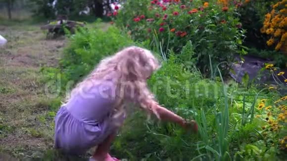 小金发女孩在花园里找胡萝卜儿童根除胡萝卜蔬菜视频的预览图