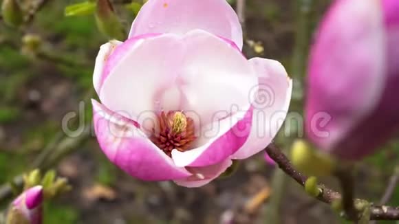 盛开的粉红色木兰花有雨滴木兰花视频的预览图