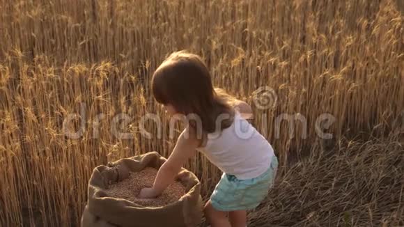 手里拿着小麦的孩子婴儿把谷物放在手掌上小儿子农夫女儿正在田里玩耍视频的预览图