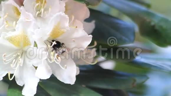 蜜蜂对花白杜鹃视频的预览图