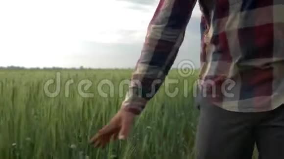 农业综合企业男性的手触摸绿色的植物农民的人走在大麦作物的土地背景下视频的预览图
