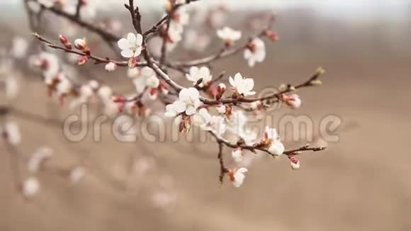 春天的鲜花开放美丽的杏树开花春天开花视频的预览图