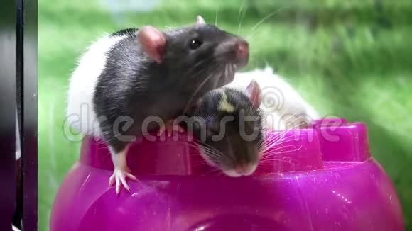 有趣的老鼠在笼子里的运动视频的预览图