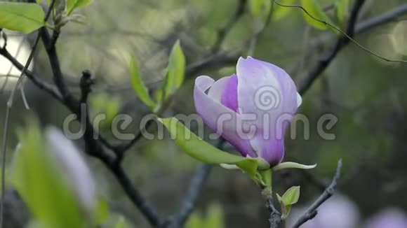 木兰在树枝上开花视频的预览图
