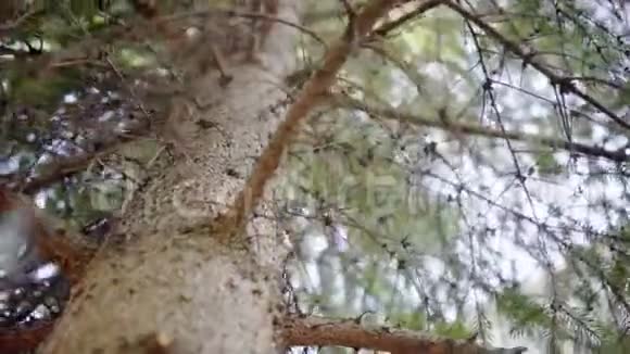 云杉树枝和树冠视频的预览图