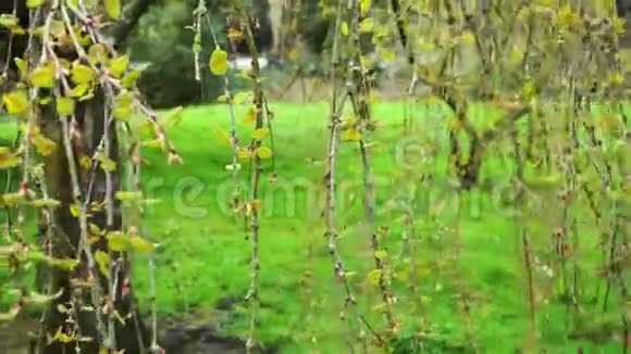 带着嫩叶的树枝随风摇摆视频的预览图