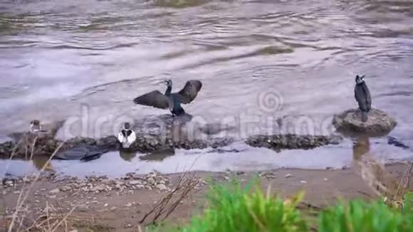 河上的坐在河岸上张开翅膀视频的预览图