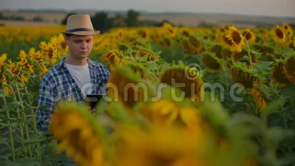 夏夜向日葵之间的农民经理视频的预览图
