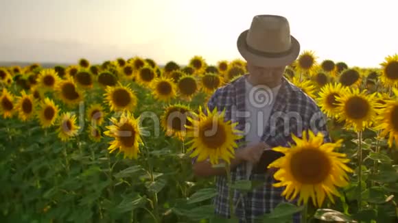日落时分一位戴着帽子的年轻农民用平板电脑触摸田野里的向日葵并收集作物数据视频的预览图
