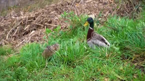 两只野鸭在草地上散步一对野鸭吃青草视频的预览图