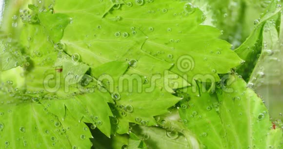 新鲜的芹菜在水里叶子视频的预览图