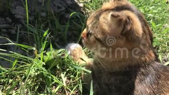 猫抓住了一只蜥蜴视频的预览图