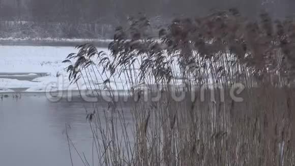 冬天芦苇在未冻结的河流附近随风摇摆下雪和刮风视频的预览图
