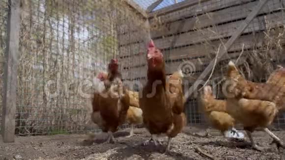 夏天带着红色扇贝的红母鸡在带绿色栅栏的笔中行走视频的预览图
