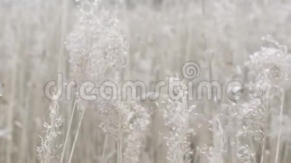 美丽的小草在风中缓慢地舞动视频的预览图