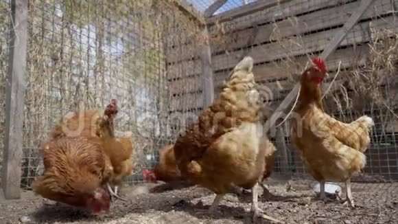 农场里的鸡快关门家禽养殖场视频的预览图