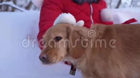 冬天孩子们的手抚摸一只狗女孩在圣诞夜的冬天公园里和一只狗玩女主人和宠物视频的预览图