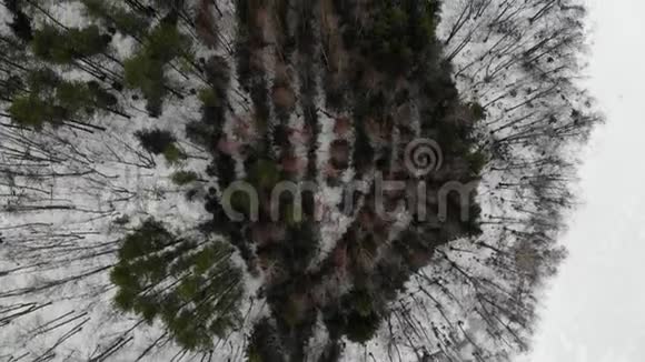 在冬季松林下飞行裸树人工植树视频的预览图