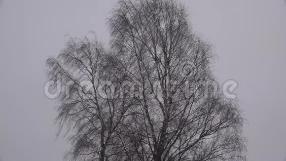 在秋天或冬天无叶的树在风中飞舞下雪白桦树灰色的天空视频的预览图