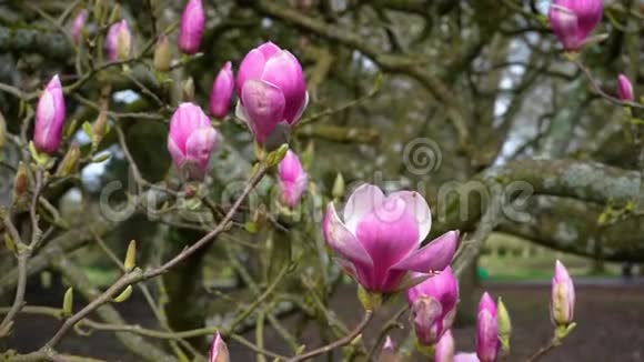 粉红色的玉兰花在公园的一棵树上木兰花视频的预览图