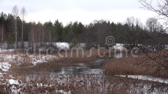 解冻的河流在冬天流动下雪森林和解冻芦苇生长在岸边视频的预览图