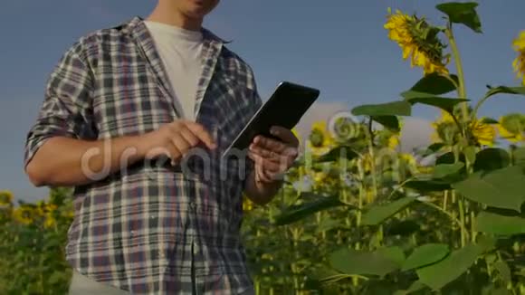 在阳光明媚的日子里年轻人走在向日葵的田野上用数字平板电脑视频的预览图