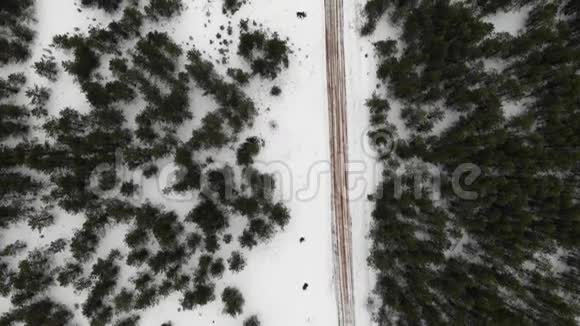 在冬季松林下飞行有沙路桥和河视频的预览图