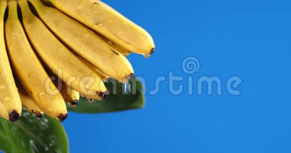 一束香蕉滴着一滴水视频的预览图