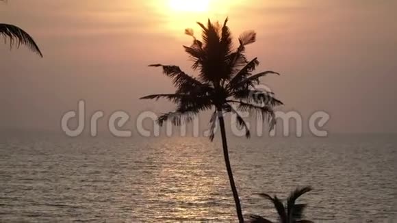 日落过海背景优美棕榈树海滩和大海视频的预览图
