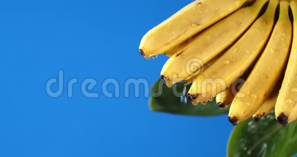 新鲜的香蕉叶正落着水珠视频的预览图