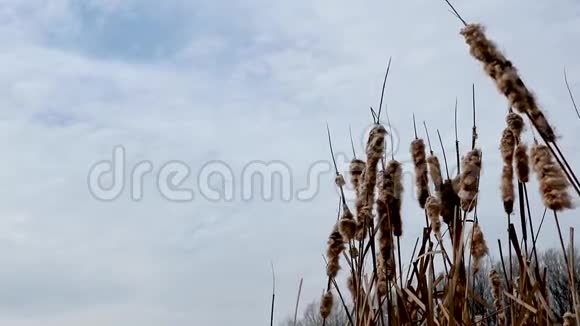 干水芦苇冷泉湖风视频视频的预览图