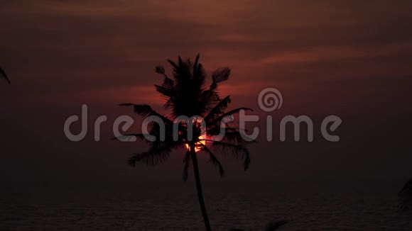 美丽的夕阳在海面上的背景下一棵棕榈树的轮廓视频的预览图