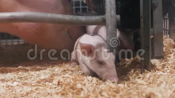 小猪的肖像视频的预览图