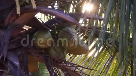 椰子在一棵棕榈树上映衬着阳光特写视频的预览图