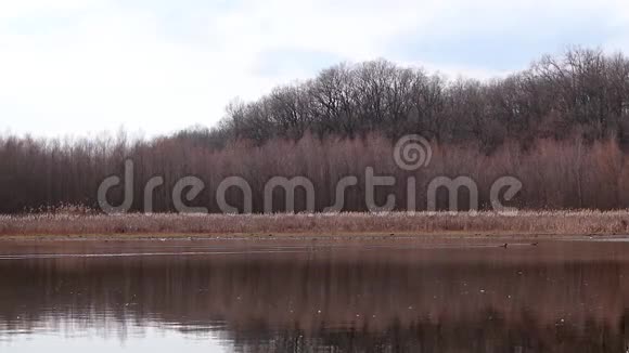 风之水芦苇寒泉湖依旧视频视频的预览图