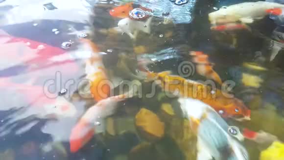 鲤鱼们正在游泳池里游泳视频的预览图