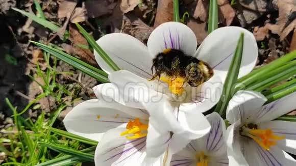 在一个阳光明媚的春天一只美丽的大黄蜂喜欢在花粉里洗澡视频的预览图
