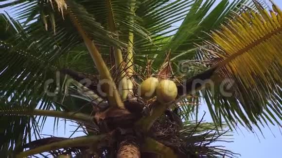 椰子树特写棕榈树顶天立地视频的预览图