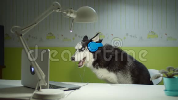 西伯利亚哈士奇狗戴彩色耳机坐在椅子上一边唱歌一边看笔记本电脑屏幕在线宠物教育视频的预览图