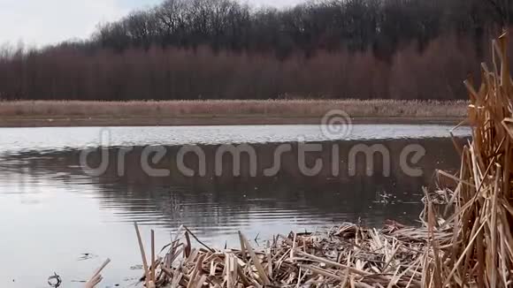 风之水芦苇寒泉湖依旧视频视频的预览图