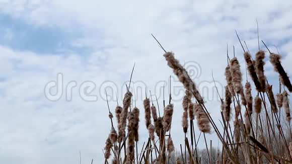 干水芦苇冷泉湖风视频视频的预览图