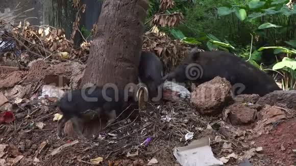 在亚洲家猪在垃圾堆里寻找食物视频的预览图